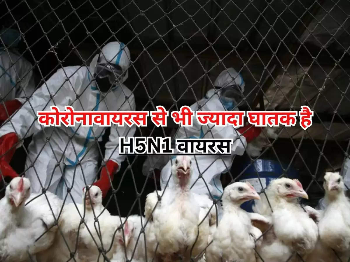 Bird Flu : कोरोनावायरस से भी ज्यादा घातक है H5N1 वायरस, जानिये एक्सपर्ट का कहना 