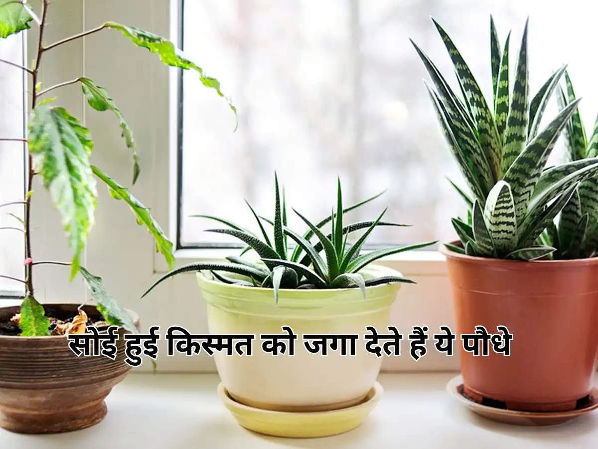 Vastu Tips For Plants : सोई हुई किस्मत को जगा देते हैं ये पौधे, घर में लगाकर पाएं शुभ परिणाम